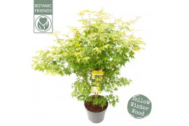 Acer palmatum bi hoo