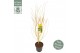 Acer palmatum bi hoo 
