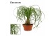 Beaucarnea recurvata recht schaal decorum 