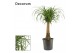 Beaucarnea recurvata stam 