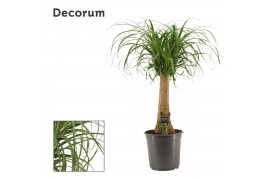 Beaucarnea recurvata stam