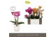 Phalaenopsis multiflora mix Exclusivo - Mix - 3 tak - Molise White Aqu 