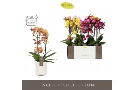 Phalaenopsis multiflora mix Exclusivo - Mix - 2 tak - Molise White Aqu
