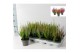 Calluna vulg. beauty ladies mix Trio - 20cm Diameter 