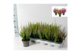 Calluna vulg. beauty ladies mix Trio - 20cm Diameter