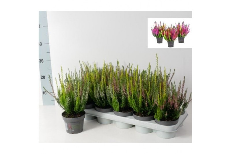 Calluna vulg. beauty ladies mix Trio - 20cm Diameter 