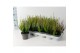 Calluna vulg. beauty ladies mix Trio - 20cm Diameter 