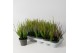 Calluna vulg. beauty ladies mix Trio - 20cm Diameter 