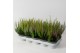 Calluna vulg. beauty ladies mix Trio - 20cm Diameter 