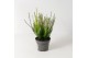 Calluna vulg. beauty ladies mix Trio - 20cm Diameter 