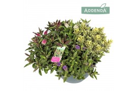 Hebe addenda gemengd in pot donna quattro groen/bont in decoschaal