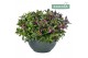 Hebe addenda gemengd in pot Donna® Trio Groen 