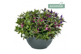 Hebe addenda gemengd in pot Donna® Trio Groen