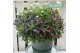 Hebe addenda gemengd in pot Donna® Trio Groen 