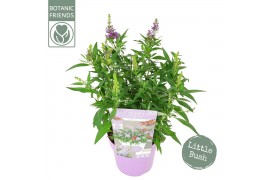 Buddleja davidii butterfly candy little lila