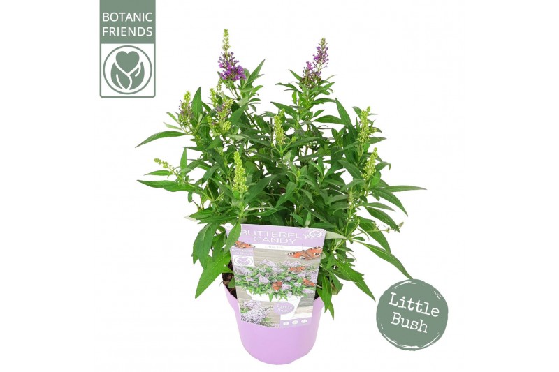 Buddleja davidii butterfly candy little lila 