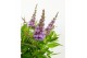 Buddleja davidii butterfly candy little lila 