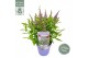 Buddleja davidii butterfly candy little lila 
