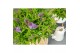 Buddleja davidii butterfly candy little lila 