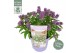 Buddleja davidii butterfly candy little lila 