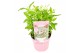 Buddleja davidii butterfly candy little pink 