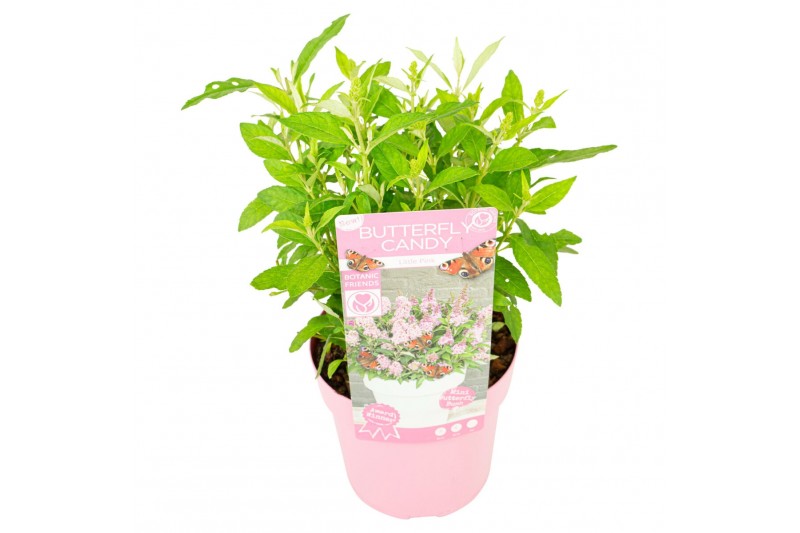 Buddleja davidii butterfly candy little pink 