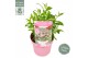 Buddleja davidii butterfly candy little pink 