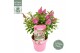 Buddleja davidii butterfly candy little pink 