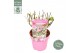 Buddleja davidii butterfly candy little pink 