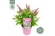 Buddleja davidii butterfly candy little pink 