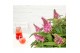 Buddleja davidii butterfly candy little pink 