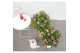 Buddleja davidii butterfly candy little pink 