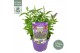 Buddleja davidii butterfly candy little purple 