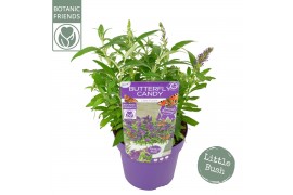 Buddleja davidii butterfly candy little purple
