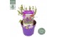 Buddleja davidii butterfly candy little purple 