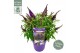 Buddleja davidii butterfly candy little purple 