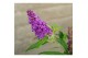 Buddleja davidii butterfly candy little purple 