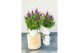 Buddleja davidii butterfly candy little purple 