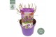 Buddleja davidii butterfly candy little purple 