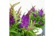 Buddleja davidii butterfly candy little purple 