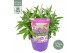 Buddleja davidii butterfly candy little purple 