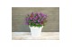 Buddleja davidii butterfly candy little purple 