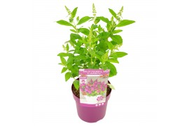 Buddleja davidii butterfly candy mix little cerise