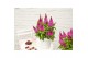 Buddleja davidii butterfly candy mix little cerise 