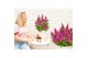 Buddleja davidii butterfly candy mix little cerise 
