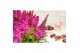 Buddleja davidii butterfly candy mix little cerise 