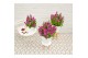 Buddleja davidii butterfly candy mix little cerise 