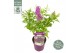 Buddleja davidii butterfly candy mix little cerise 