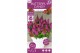 Buddleja davidii butterfly candy mix little cerise 