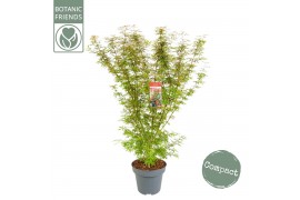 Acer palmatum jerre schwartz
